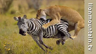 Lion Hunting Zebra on the Masai Mara | CLASSIC WILDLIFE