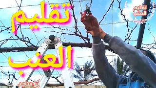 كيفية تقليم العنب How to trim grapes