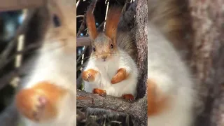 Белка ест моется сердится - 松鼠食,洗,怒 - Squirrel eats washed angry.