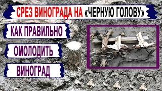 🍇 Даже не думай ОМОЛАЖИВАТЬ ТАК ЭТИ КУСТЫ винограда. Срез на черную голову. Когда МОЖНО и НЕЛЬЗЯ?