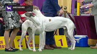 Greyhounds | Breed Judging 2019