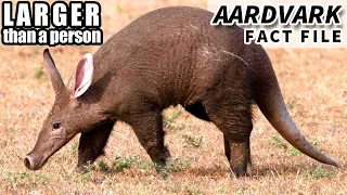 Aardvark Facts: BIGGER than you think | Animal Fact Files