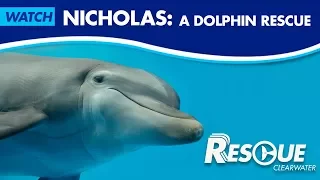 Nicholas: A Dolphin Rescue - Rescue-Clearwater Season 2: Ep. 5