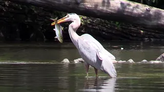 Great Blue Heron, Black-crowned Night Herons & Others in the Charles River