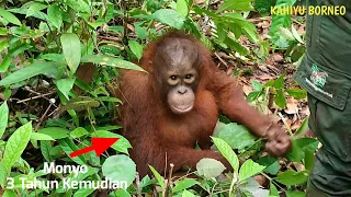 Baby orangutan Monyo after 3 years