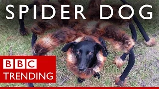 'Spider-dog': Meet the dog & his master behind the prank