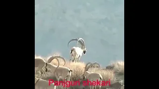 Ibex / Markor/ deer 🦌 Balochistan chiltan hingol park / ormara / hunters/ hunting video 2022 Shekar