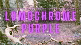 Shooting Lomochrome Purple