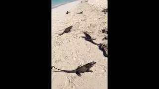 Остров Игуан (Bitter Guana Cay)(Багамы)Iguana Island (Bitter Guana Cay)(Bahamas)#shorts #attractions