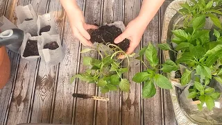 Splitting Pepper Plants, Utilize Clay Soil Successfully WITHOUT Going Broke, & Plastic Mulch