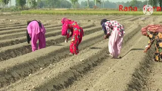 single bud sugarcane plantation method .😎 subscribe kare 🚜