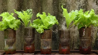 💧Self-Watering Pots From Coca Bottles - Grow Lettuce Indoors