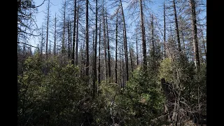 Ponderosa Pine Mortality, The Western Pine Beetle and Drought