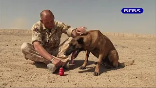 Military Working Dog Kuno uses Tudortreadmills for Recovery