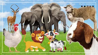 Baby farm animal moments - Deer, Elephant, Cow, Chicken, Lion, Sheep, Goat, ...  - Animal sounds