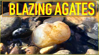 Found TONS of AGATES on a FLOODED RIVER | Montana Rockhounding | Agates, Jasper, Petrified Wood