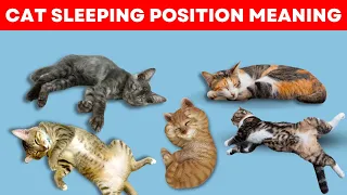 What Your Cat's Sleeping Position Reveals About Their Health and Personality