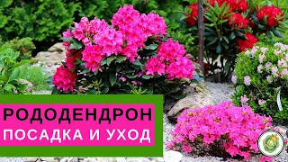 РОДОДЕНДРОН - посадка и уход//Все секреты пышного цветения