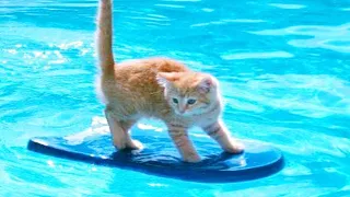 Funny ANIMAL videos😂 Funniest CATS😺 and DOG VIDEOS🐶 2024