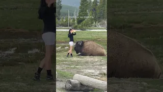 Yellowstone National Park: woman approaches bison for selfie in dangerous stunt