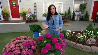 Roberta's 1-Piece Endless Summer Summer Crush Live Hydrangea on QVC