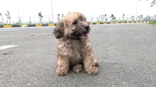 Cute Puppy Extremely Scared After Be Abandoned On A Busy Road, I Adopted Him