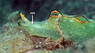 Mucky Secrets - Part 20 - Sap-sucking Slugs, Headshield Slugs, Sea Hares & Flatworms - Lembeh Strait