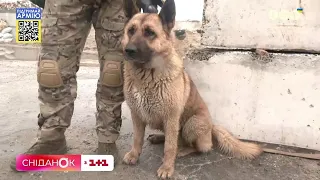 Міжнародний день безпритульних тварин: історія Кіри, яка стала бойовою подругою наших бійців