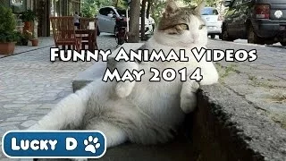 Funny Animal Videos - May 2014