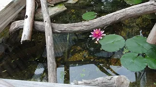 just a mertens water monitor swimming about