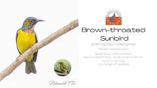 Bird Cards-Brown-throated Sunbird-Anthreptes malacensis-Bird Calls-Thailand
