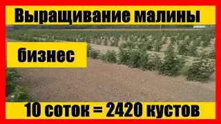 Схема посадки малины || Выращивание малины как бизнес || growing raspberries Бизнес идеи