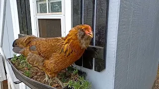Chickens sound really weird in slow motion