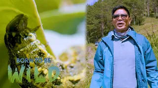 Various worms infesting farmers' crops in Buguias, Benguet | Born to be Wild