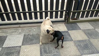 Dogs meets first time, Pug and Miniature Pinscher. Funny video