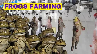 Incredible How to Raise, Harvest and Process Millions of frogs in Asian Countries - Frog Farming