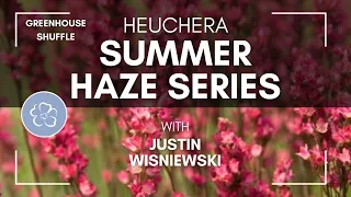 Greenhouse Shuffle: Heuchera Summer Haze
