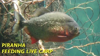 Piranha Feeding Time - Live Carp Gone in 2 Minutes