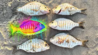 How To Catch SURF PERCH (Catch & Cook)
