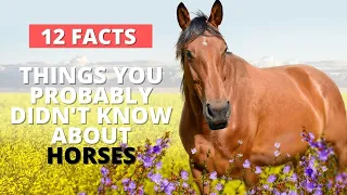 Horses | 12 Interesting Facts About Horses | Things You Probably Didn't Know about Horses