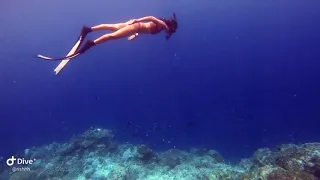 Free dive |apo reef sablayan Mindoro