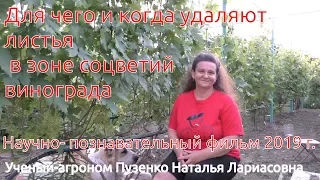 2. Для чего и когда удаляют листья в зоне соцветий винограда?  (Пузенко Наталья Лариасовна)