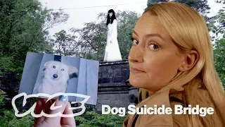 Why Are So Many Dogs Jumping Off This Bridge? | Mystery Girl