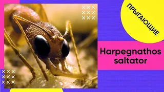 Ants Harpegnathos saltator (Saltators). Unpacking. Check-in.