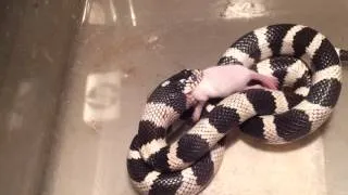 Королевская калифорнийская змея ест /// Lampropeltis getulus californiae eating