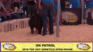 Top Cut Genetics | On Parole Exotic Boar | 2018