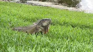 🐕 meets big lizard 🦎