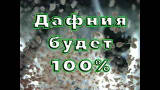 Дафния будет 100%