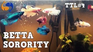 Keeping A Successful Betta Sorority! Is 10 Things Over? Tank Talk Live Ep 4