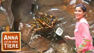 Welcher Frosch quakt nachts im Dschungel? | Reportage für Kinder | Anna und die wilden Tiere